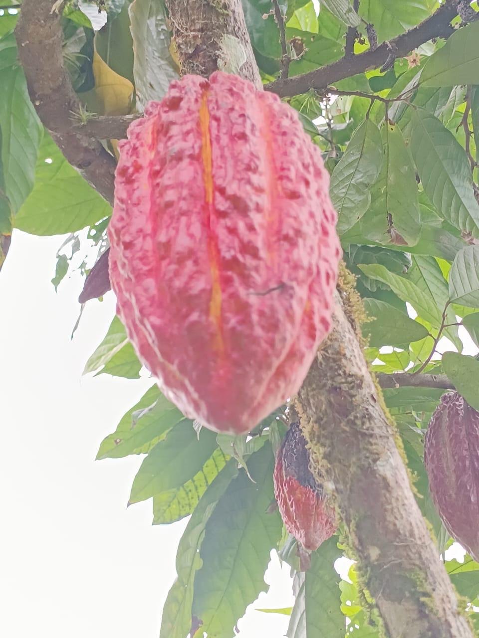 Finca Los Mera - Imagen 8